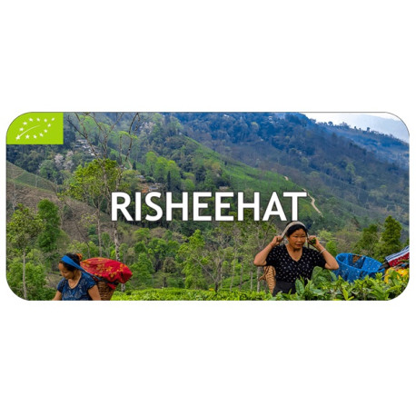 Thé Darjeeling Risheehat First Flush 2024, récolte de Printemps